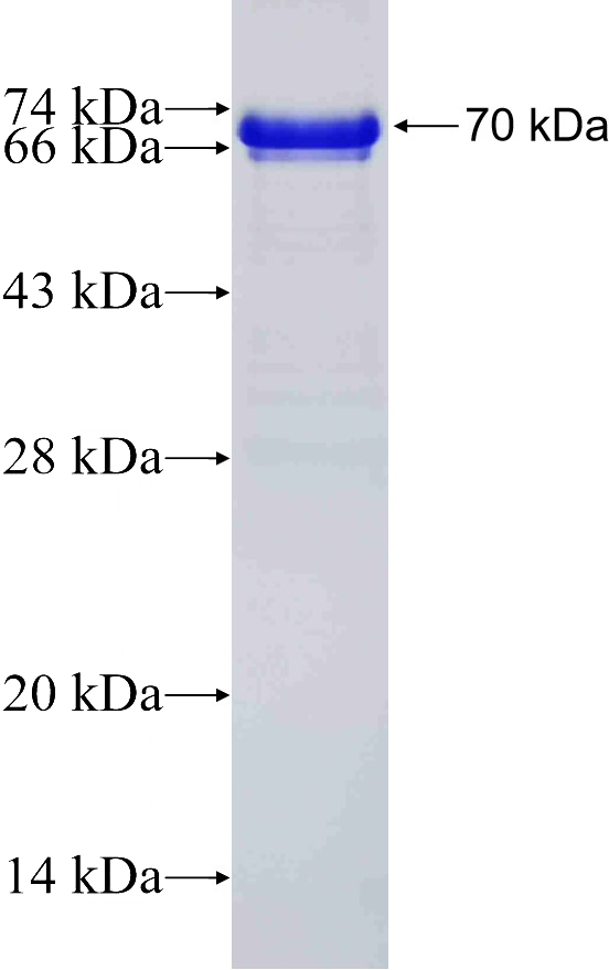 Recombinant human NRF2, NFE2L2 SDS-PAGE