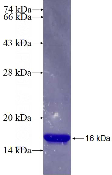 Recombinant Human SOX4 SDS-PAGE