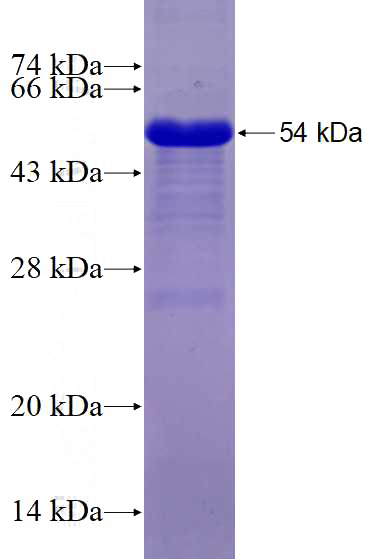 Recombinant Human NFE2L3 SDS-PAGE