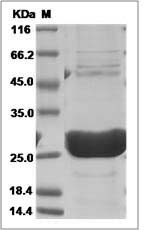 GSTA1 protein SDS-PAGE