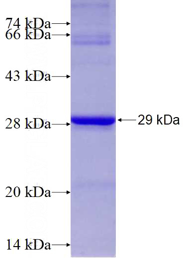 Recombinant Human C19orf50 SDS-PAGE
