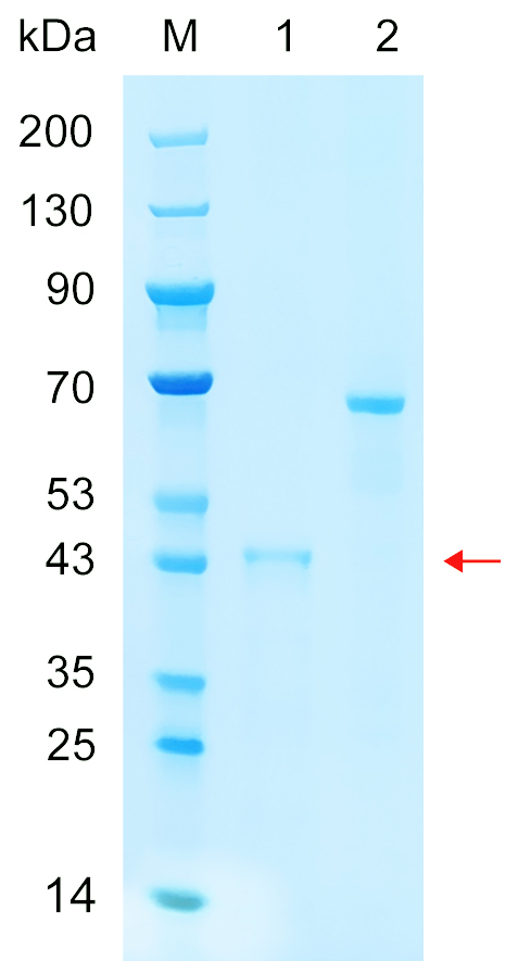 Recombinant SC65 protein (His tag) SDS-PAGE