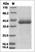 Mouse EGFL6 / EGF-L6 Protein (His Tag)