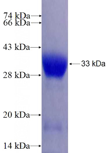 Recombinant Human POU2AF1 SDS-PAGE