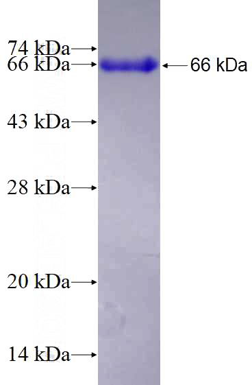 Recombinant Human PURB SDS-PAGE