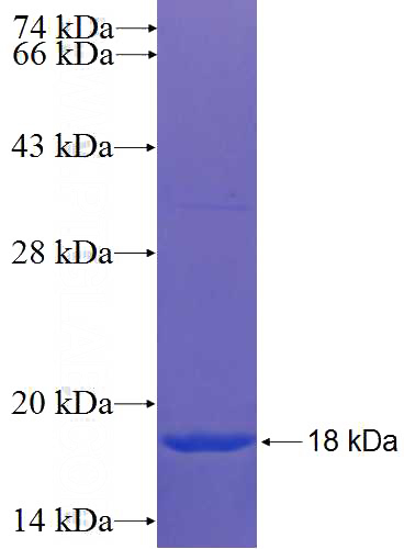 Recombinant Human OLIG2 SDS-PAGE