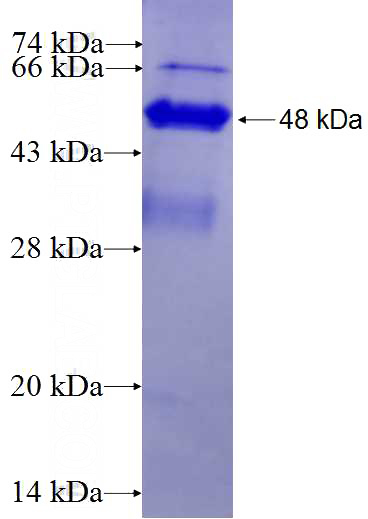Recombinant Human GNA13 SDS-PAGE