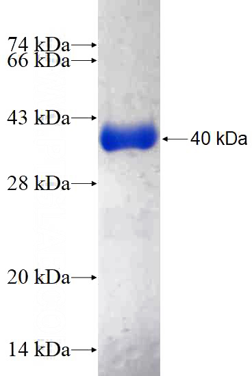 Recombinant Human SII-TFIIS,TCEA1 SDS-PAGE