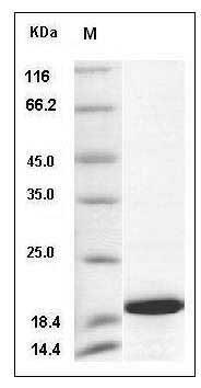 Mouse IL1F8 / IL36b Protein SDS-PAGE