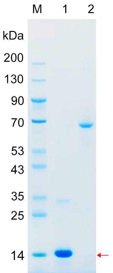 Recombinant IGLC7 protein (His tag) SDS-PAGE