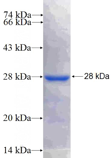 Recombinant Human SHC1 SDS-PAGE