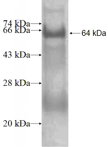Recombinant Human XPNPEP3 SDS-PAGE