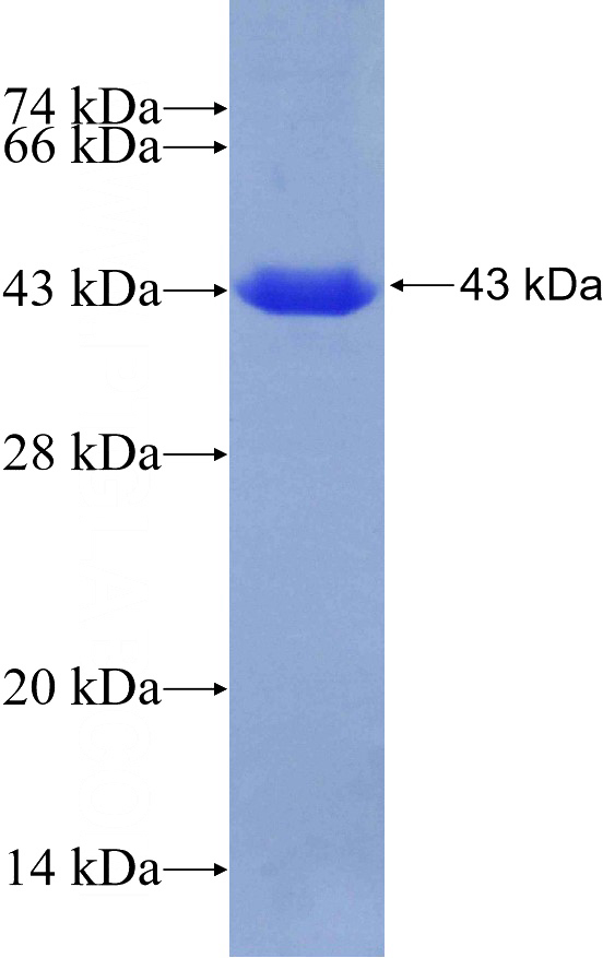 Recombinant Human FRS2 SDS-PAGE