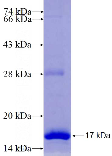 Recombinant Human ATG9A SDS-PAGE