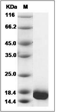 Human GADD45G / CR6 Protein SDS-PAGE