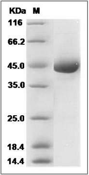 Rat REG3A Protein (Fc Tag) SDS-PAGE