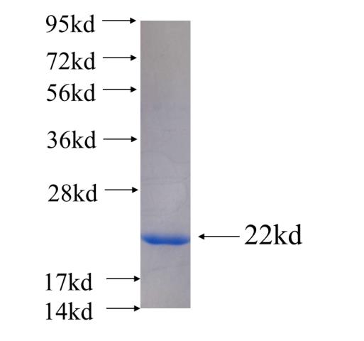Recombinant human POLR2D(Full length) SDS-PAGE