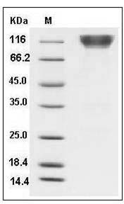 Human CD68 / Macrosialin / Gp110 Protein (His & Fc Tag) SDS-PAGE