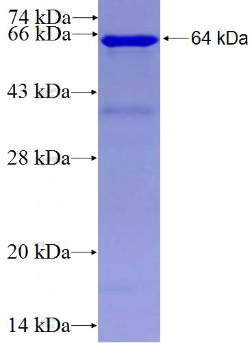 Recombinant Human NKRF SDS-PAGE