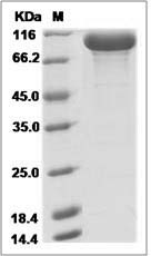 Human GRIK2 Protein (Fc Tag)
