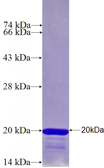 Recombinant Human HIST3H2BB SDS-PAGE