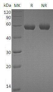 Mouse Cpm (His tag) recombinant protein