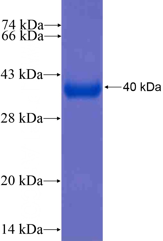 Recombinant Human GATA1 SDS-PAGE