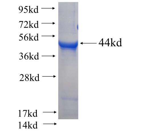 Recombinant human SAMM50 SDS-PAGE