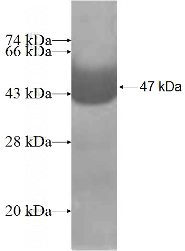Recombinant Human MOCS2 SDS-PAGE