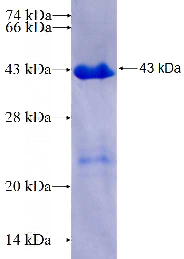 Recombinant Human ZNF143 SDS-PAGE