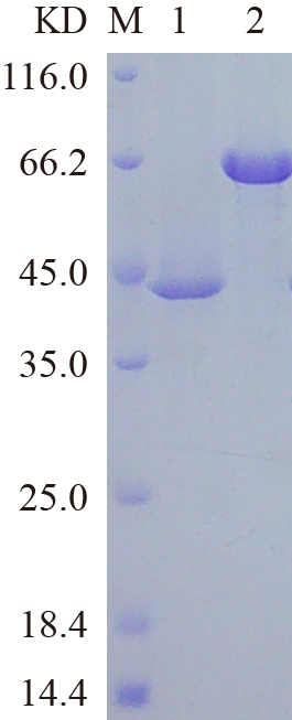 Recombinant Human CCNE2 SDS-PAGE