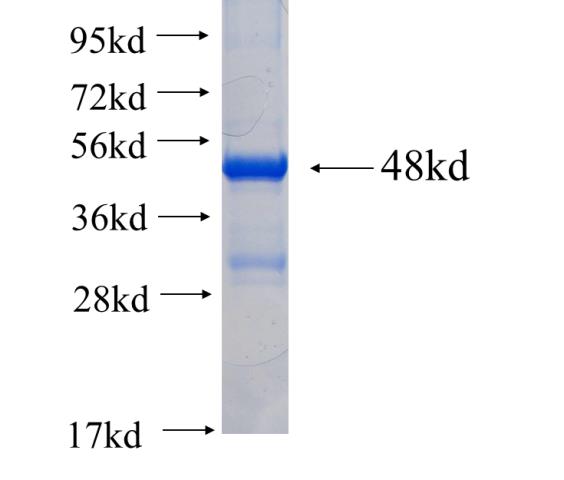 Recombinant human INMT SDS-PAGE