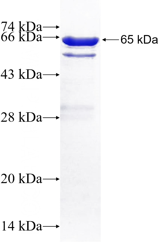 Recombinant Human SEPT2 SDS-PAGE