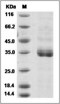 Cynomolgus ANGPTL7 / Angiopoietin-like 7 Protein (His Tag) SDS-PAGE