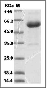Cynomolgus CLEC5A / MDL1 / MDL-1 Protein (Fc Tag) SDS-PAGE