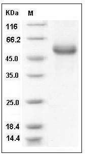 Human HAI-1 / SPINT1 Protein (His Tag) SDS-PAGE