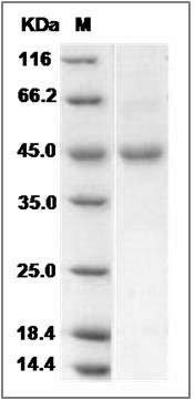 Mouse ENTPD5 Protein (His Tag) SDS-PAGE