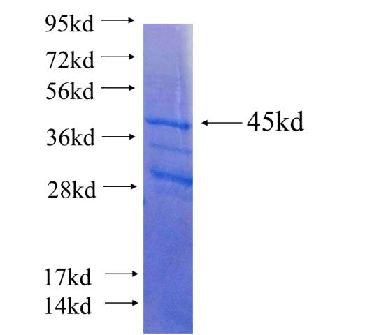 Recombinant human SASS6 SDS-PAGE