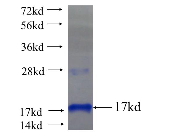 Recombinant human ORAI3 SDS-PAGE
