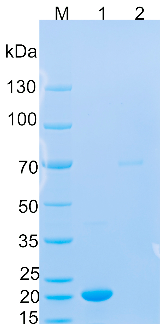 Recombinant Human WWTR1,TAZ SDS-PAGE