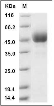 Cynomolgus CD3d / CD3 delta Protein (Fc Tag) SDS-PAGE