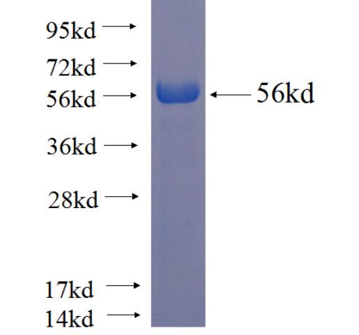 Recombinant human tubulin-Alpha SDS-PAGE