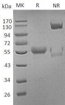 Human CTLA4/CD152 (Fc & Avi tag) recombinant protein