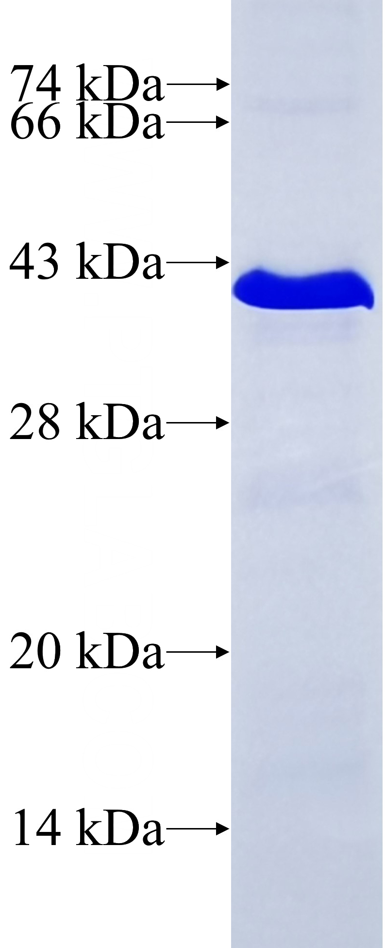 Recombinant human MAP3K7 SDS-PAGE