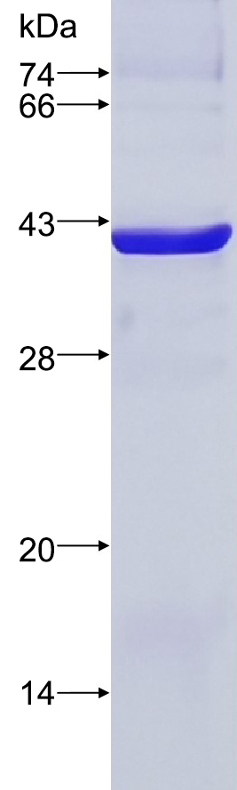Recombinant human IMPAD1 SDS-PAGE