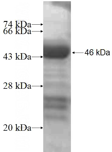 Recombinant Human RBM4B SDS-PAGE