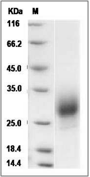 Mouse PIGF / PLGF Protein SDS-PAGE