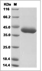 Cynomolgus ART1 / CD296 / ARTC1 Protein (His Tag)
