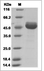 Human CDNF / ARMETL1 Protein (Fc Tag) SDS-PAGE
