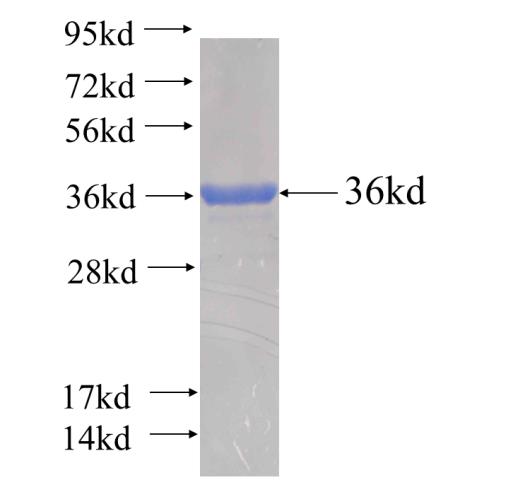 Recombinant human LTV1 SDS-PAGE